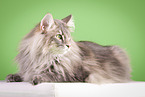 Norwegian Forest Cat