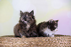 Norwegian Forest kittens