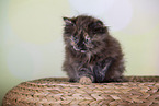 Norwegian Forest kitten