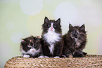 Norwegian Forest kittens