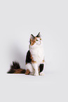 Norwegian Forest Cat in front of white background