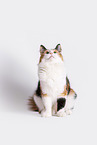 Norwegian Forest Cat in front of white background