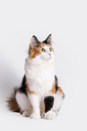 Norwegian Forest Cat in front of white background