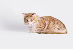 Norwegian Forest Cat in front of white background