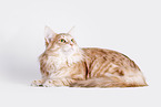 Norwegian Forest Cat in front of white background