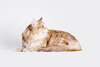 Norwegian Forest Cat in front of white background