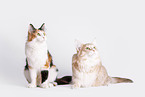 Norwegian Forest Cats in front of white background