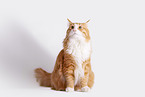 Norwegian Forest Cat in front of white background