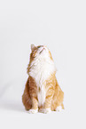 Norwegian Forest Cat in front of white background