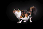 Norwegian Forest Cat in front of white background