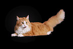 Norwegian Forest Cat in front of white background