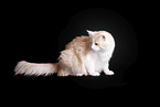 Norwegian Forest Cat in front of white background