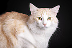 Norwegian Forest Cat in front of white background