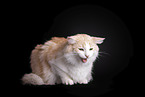 Norwegian Forest Cat in front of white background