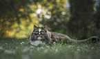 Norwegian Forest Cat