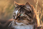 Norwegian Forest Cat