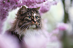 Norwegian Forest Cat