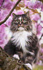 Norwegian Forest Cat