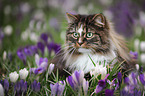 Norwegian Forest Cat