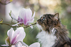 Norwegian Forest Cat