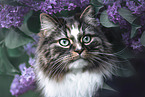 Norwegian Forest Cat