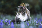 Norwegian Forest Cat