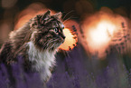 Norwegian Forest Cat