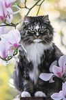 Norwegian Forest Cat