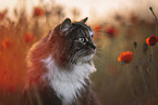 Norwegian Forest Cat