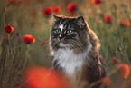 Norwegian Forest Cat