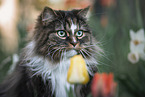 Norwegian Forest Cat