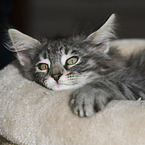 Norwegian Forest Cat Kitten