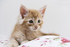 Norwegian Forest Cat Kitten