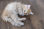 Norwegian Forest Cat Kitten