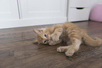 Norwegian Forest Cat Kitten