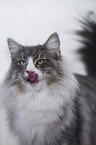 Norwegian Forest Cat