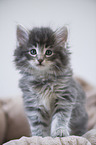 Norwegian Forest Cat Kitten