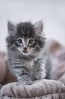 Norwegian Forest Cat Kitten