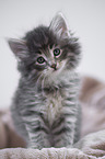 Norwegian Forest Cat Kitten