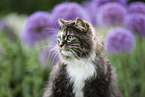 Norwegian Forest Cat