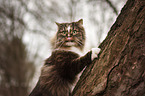 Norwegian Forest Cat