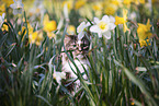 Norwegian Forest Cat