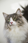 Norwegian Forest Cat