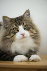 Norwegian Forest Cat