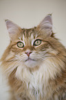 Norwegian Forest Cat