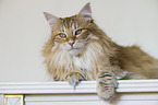 Norwegian Forest Cat