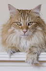 Norwegian Forest Cat