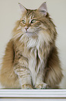 Norwegian Forest Cat