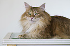 Norwegian Forest Cat