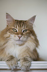 Norwegian Forest Cat